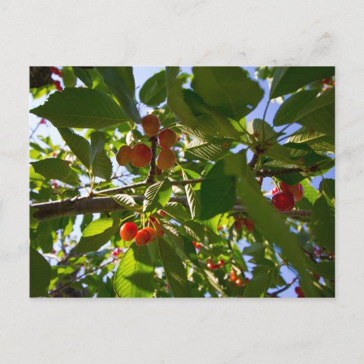さくらんぼツリー,ミシガン ポストカード (正面)