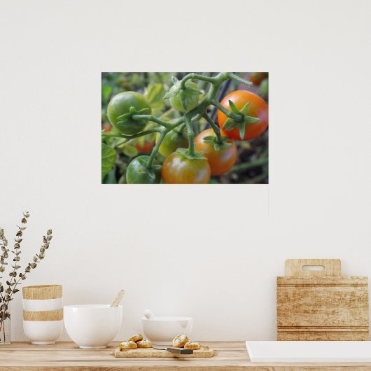 さくらんぼトマトつる植物写真ポスタープリント ポスター (キッチン)