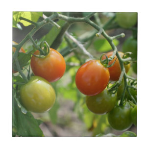 さくらんぼトマトオンつる植物自然 タイル