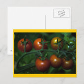 さくらんぼトマト ポストカード (正面/裏面)