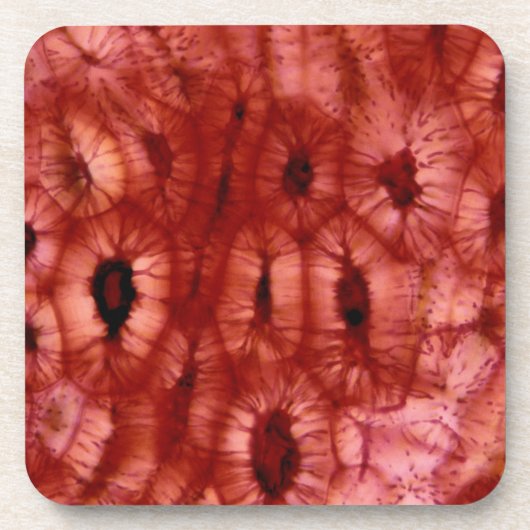 さくらんぼピットからのSclerenchymaの細胞 コースター (正面)