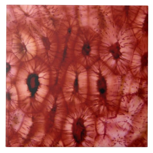 さくらんぼピットからのSclerenchymaの細胞 タイル (正面)