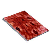 さくらんぼピットからのSclerenchymaの細胞 ノートブック (右側)