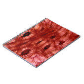 さくらんぼピットからのSclerenchymaの細胞 ノートブック (左側)