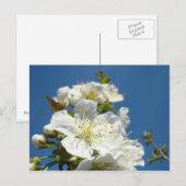 さくらんぼフラップスカードサービスプロモーションイベント ポストカード (正面/裏面)