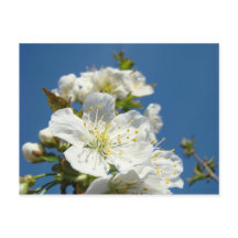 さくらんぼフラップスカードサービスプロモーションイベント