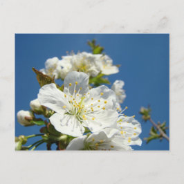 さくらんぼフラップスカードサービスプロモーションイベント ポストカード