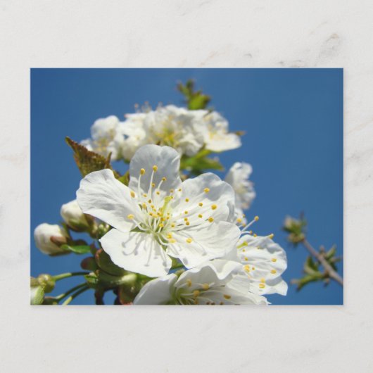 さくらんぼフラップスカードサービスプロモーションイベント ポストカード (正面)