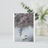 さくらんぼフローズワシントンDC ポストカード (スタンド正面)