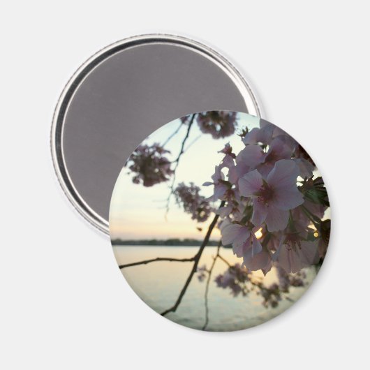 さくらんぼブロッサムサンセットinワシントンDC マグネット (正面/裏面)