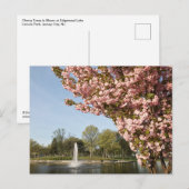 さくらんぼブロッサムズインリンカーンパーク ポストカード (正面/裏面)