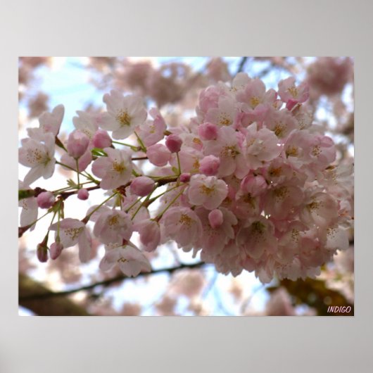 さくらんぼブロッサムプリントホワイトフラワーポスタープリント ポスター (正面)