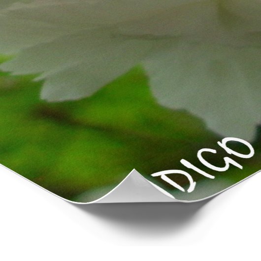 さくらんぼブロッサムポスタープリントホワイトフラワープリント ポスター (角)