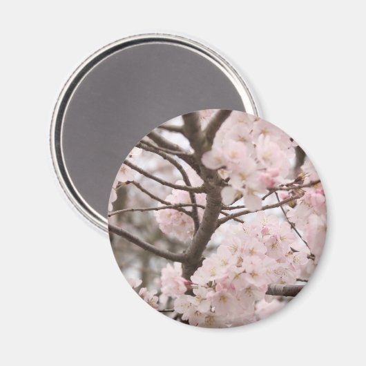 さくらんぼブロッサムマグネット(丸) マグネット (正面/裏面)