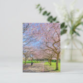 さくらんぼブロッサムロンドンUKポストカード ポストカード (スタンド正面)