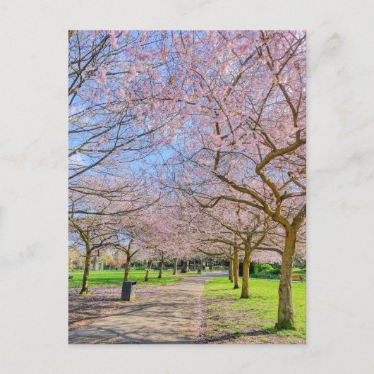 さくらんぼブロッサムロンドンUKポストカード ポストカード (正面)