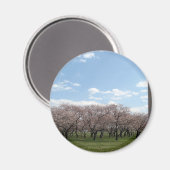 さくらんぼブロッサムワシントンdc マグネット (正面/裏面)