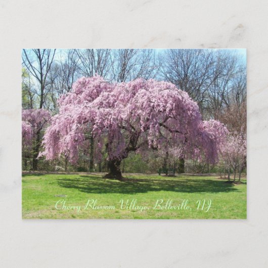 さくらんぼブロッサムヴィレッジ03 ポストカード (正面)