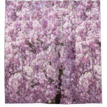 さくらんぼブロッサム春