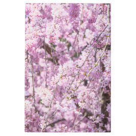 さくらんぼブロッサム春 メタルプリント