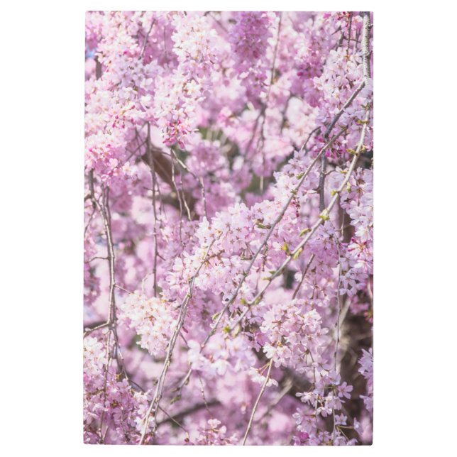 さくらんぼブロッサム春 メタルプリント (正面)