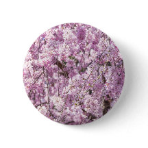 さくらんぼブロッサム春