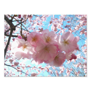 さくらんぼブロッサム桜写真の拡大 フォトプリント