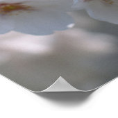 さくらんぼブロッサム2 ポスター (角)