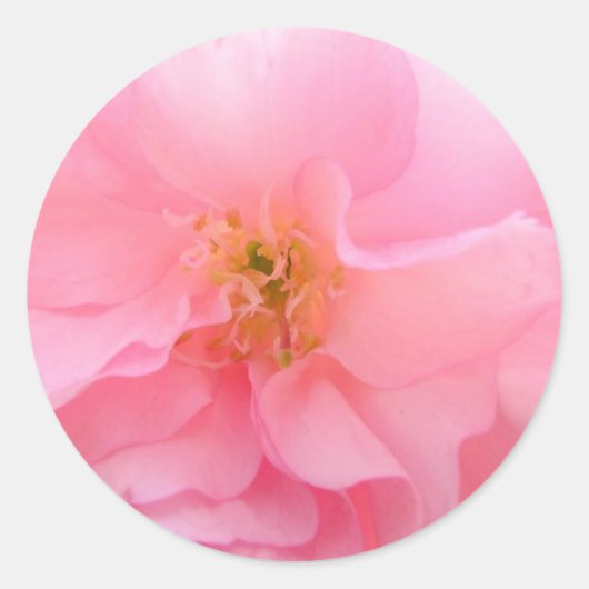 さくらんぼブロッサム ラウンドシール (正面)