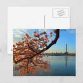 さくらんぼブロッサム（ワシントンDC） ポストカード (正面/裏面)