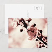 さくらんぼブローサムス、春フローバー、自然 ポストカード (正面/裏面)