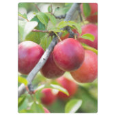 さくらんぼプラムオンブランチ クリップボード (裏面)