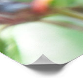 さくらんぼプラムオンブランチ ポスター (角)