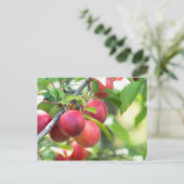 さくらんぼプラムオンブランチ ポストカード (スタンド正面)