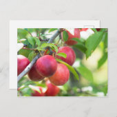 さくらんぼプラムオンブランチ ポストカード (正面/裏面)