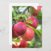 さくらんぼプラムオンブランチ 招待状 (正面/裏面)