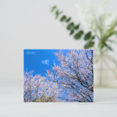 さくらんぼプラム[葉書] ポストカード (スタンド正面)