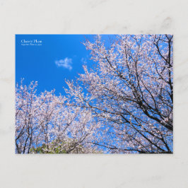 さくらんぼプラム[葉書] ポストカード
