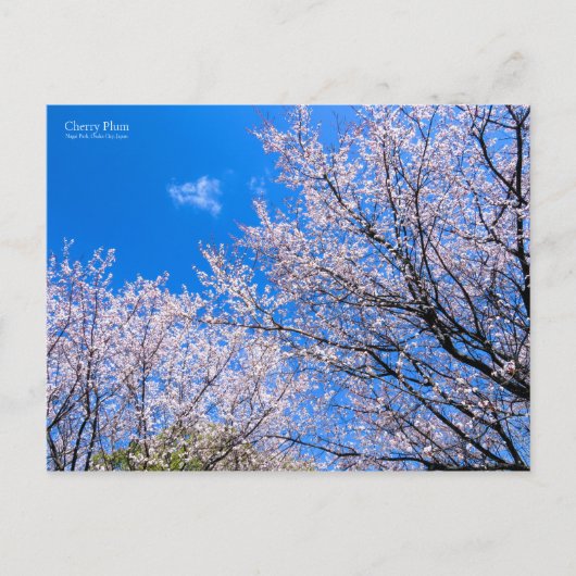 さくらんぼプラム[葉書] ポストカード (正面)