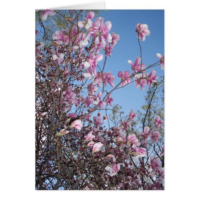 さくらんぼ挨拶 (正面)