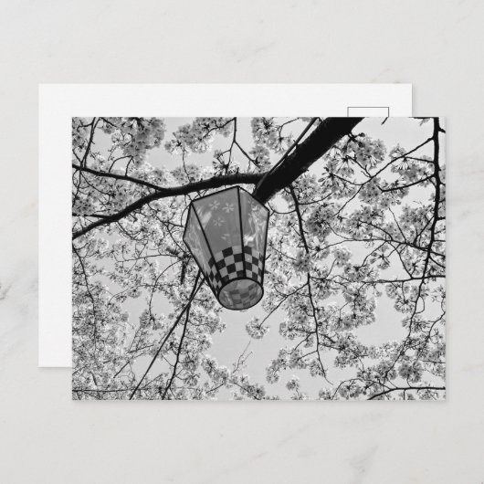 さくらんぼ日本のの花と提灯 ポストカード (正面/裏面)