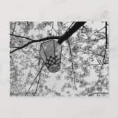 さくらんぼ日本のの花と提灯 ポストカード (正面)