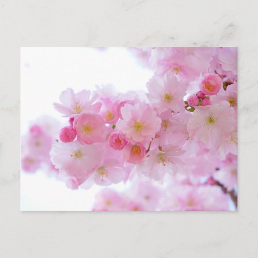 さくらんぼ日本の花花はがき ポストカード (正面)