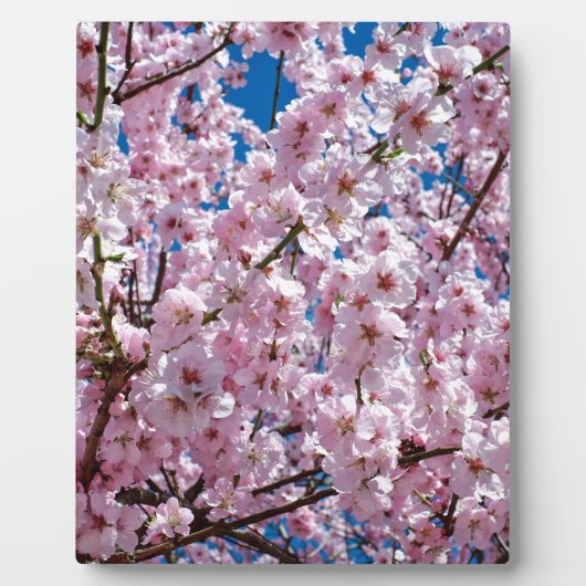 さくらんぼ日本の花 フォトプラーク (正面)