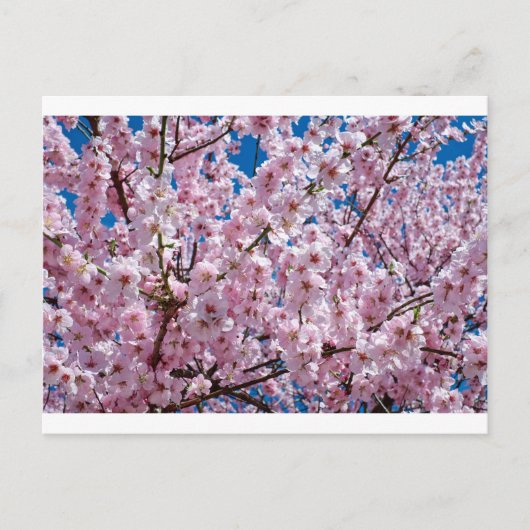 さくらんぼ日本の花 ポストカード (正面)