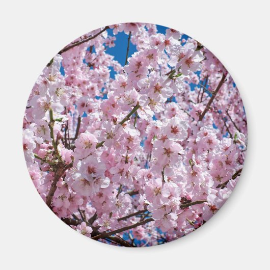 さくらんぼ日本の花 マグネット (正面)