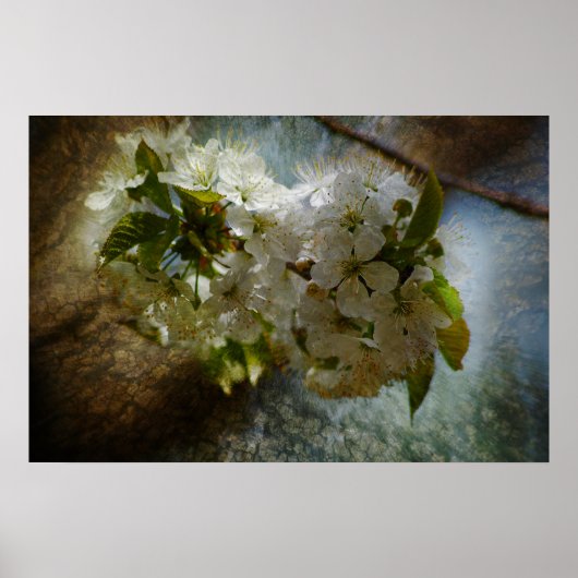 さくらんぼ疑問に思 ポスター (正面)