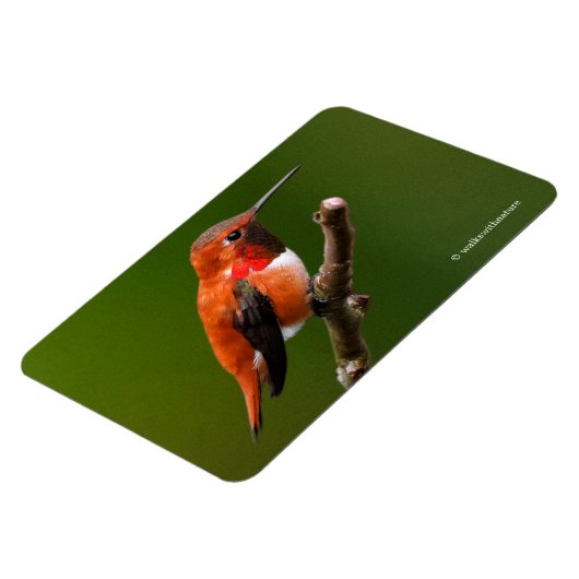 さくらんぼ素晴らしの木の上のハチドリ マグネット (左側)