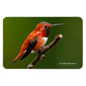 さくらんぼ素晴らしの木の上のハチドリ マグネット (横)