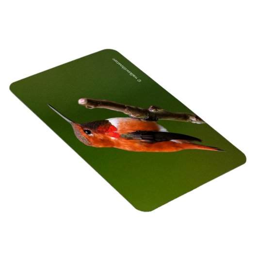 さくらんぼ素晴らしの木の上のハチドリ マグネット (右側)